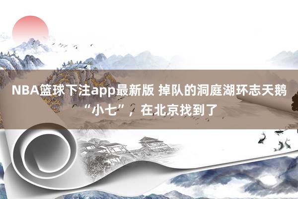 NBA篮球下注app最新版 掉队的洞庭湖环志天鹅“小七”，在北京找到了