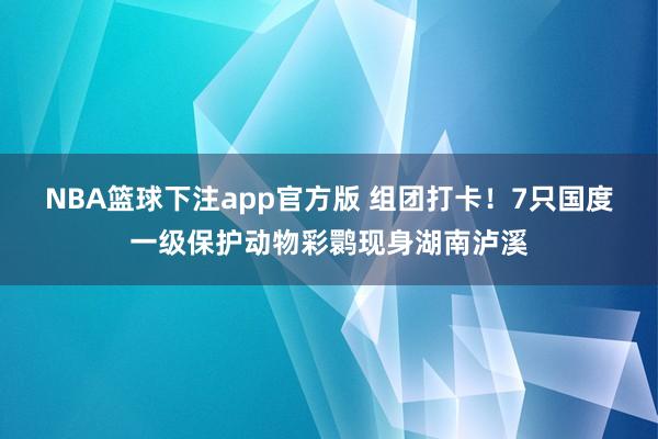 NBA篮球下注app官方版 组团打卡！7只国度一级保护动物彩鹮现身湖南泸溪
