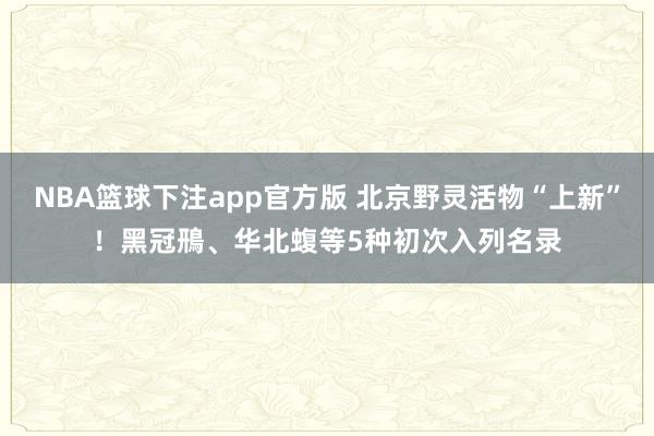 NBA篮球下注app官方版 北京野灵活物“上新”！黑冠鳽、华北蝮等5种初次入列名录