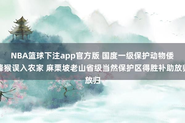 NBA篮球下注app官方版 国度一级保护动物倭蜂猴误入农家 麻栗坡老山省级当然保护区得胜补助放归