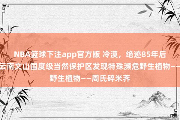 NBA篮球下注app官方版 冷漠，绝迹85年后再次重现！云南文山国度级当然保护区发现特殊濒危野生植物——周氏碎米荠