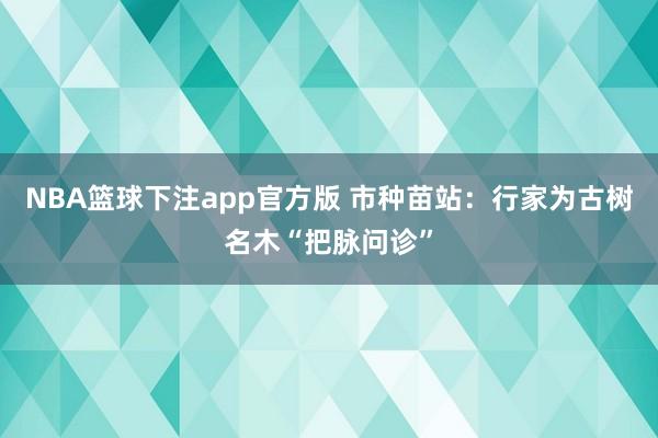 NBA篮球下注app官方版 市种苗站：行家为古树名木“把脉问诊”